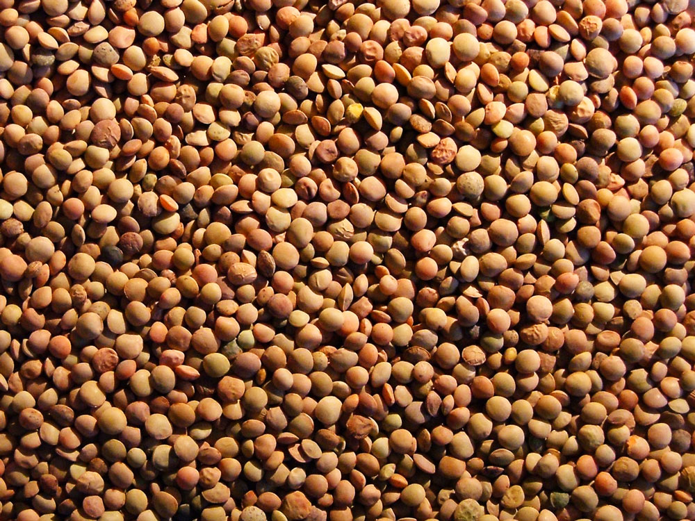 lenticchie